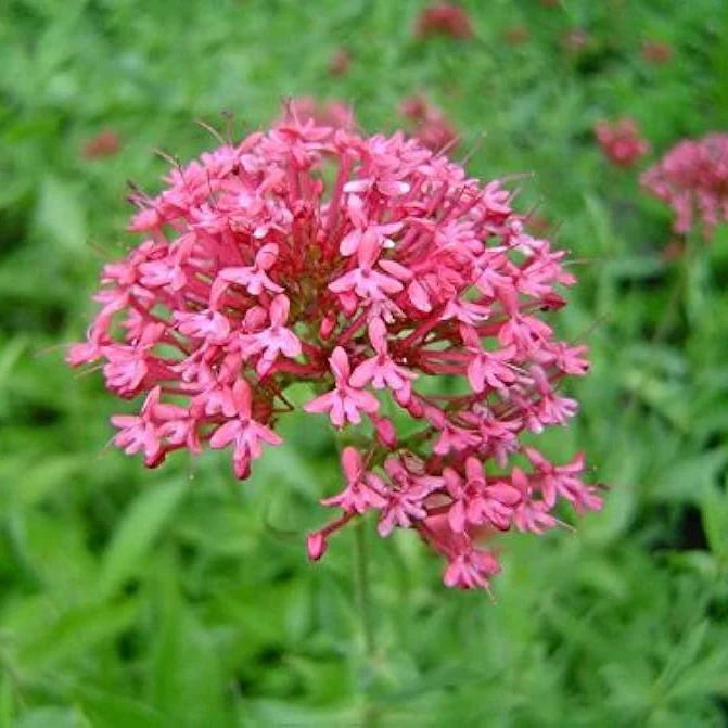 Pretty Betsy Centranthus Ruber Var Coccineus Seeds, Planting