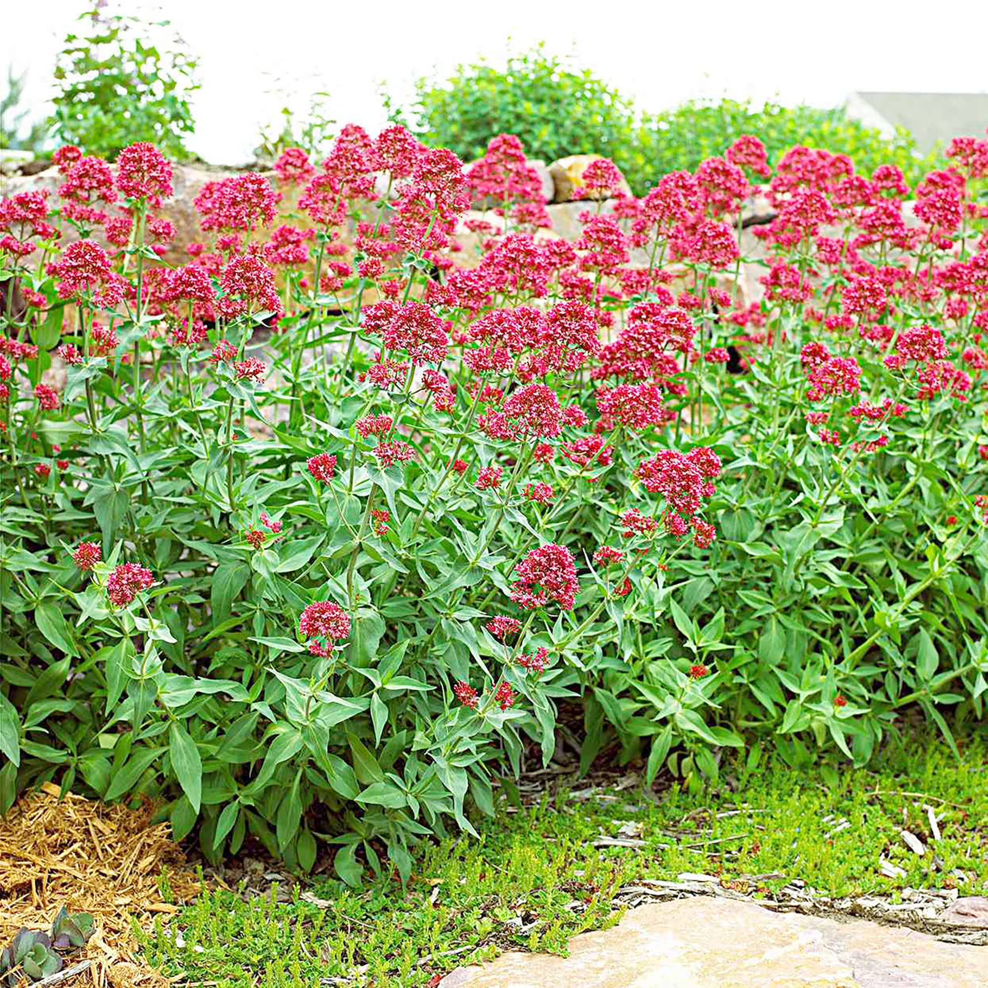 Pretty Betsy Centranthus Ruber Var Coccineus Seeds, Planting - Image 3