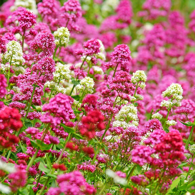 Pretty Betsy Centranthus Ruber Var Coccineus Seeds, Planting - Image 4