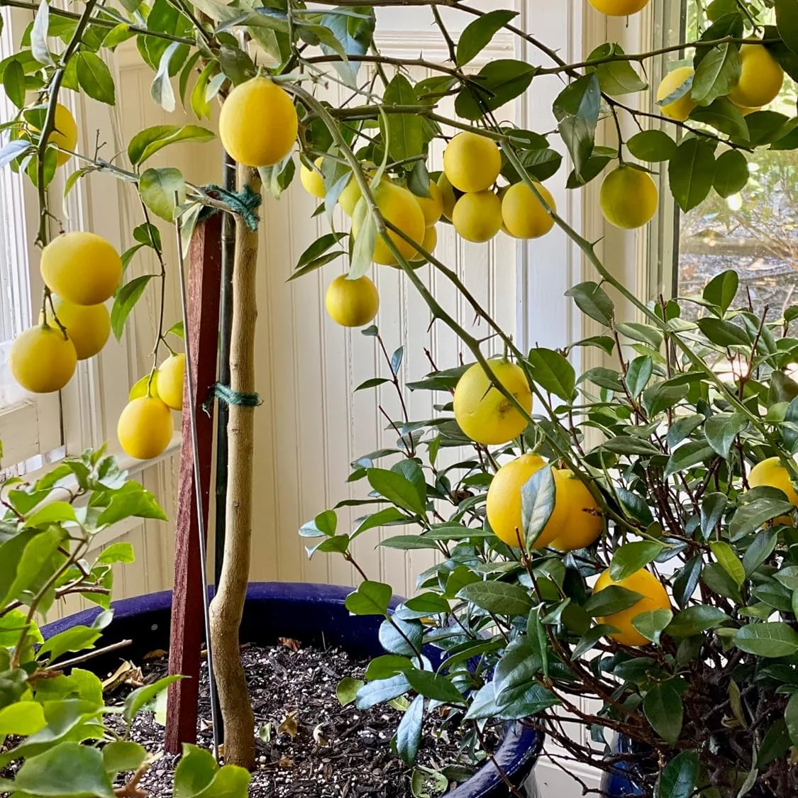 Primofiori Lemon Seeds for Planting – Grow Juicy Citrus Trees at Home