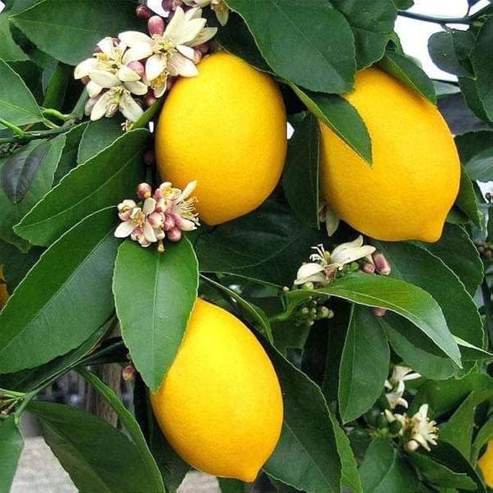Primofiori Lemon Seeds for Planting – Grow Juicy Citrus Trees at Home - Image 2