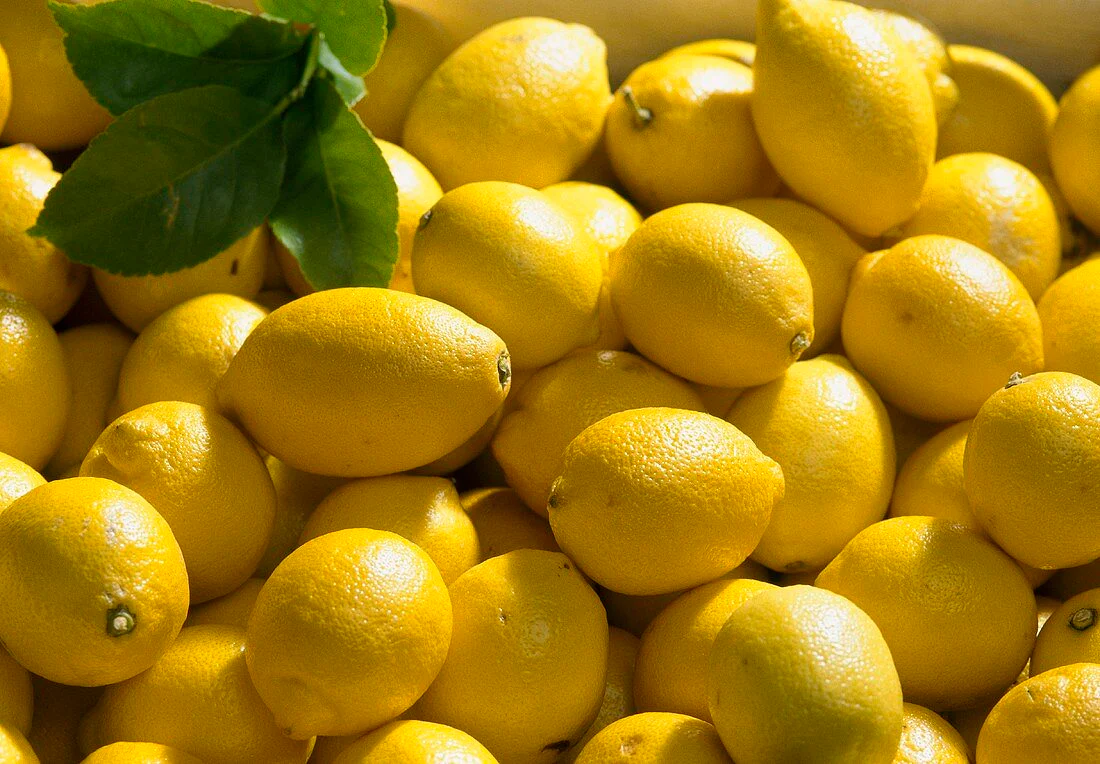 Primofiori Lemon Seeds for Planting – Grow Juicy Citrus Trees at Home - Image 3