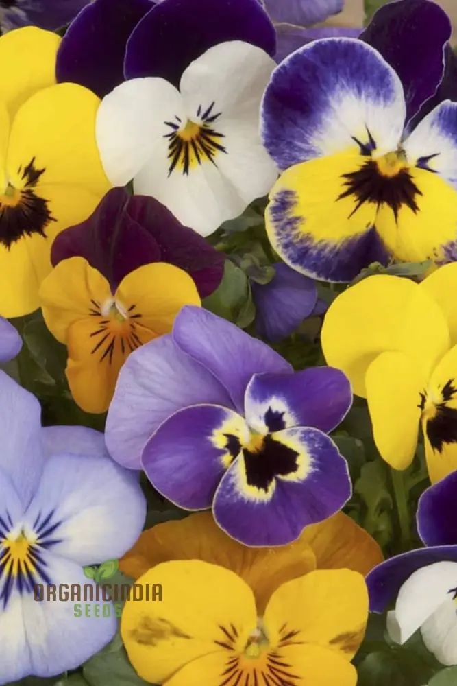 PRIMROSE HUSKY MIXED Seeds for Gardening Enthusiasts | Beautifully Cultivated Varieties for Your Flower Bed