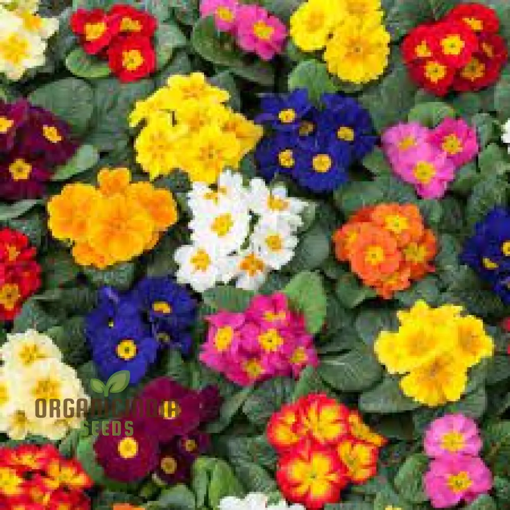 PRIMROSE HUSKY MIXED Seeds for Gardening Enthusiasts | Beautifully Cultivated Varieties for Your Flower Bed - Image 5