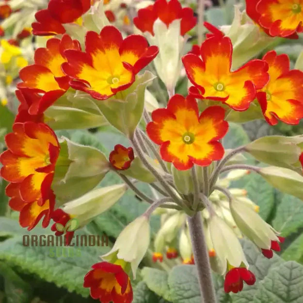 Primrose Veris 'Sunset Red Colours' Flower Seeds For Planting, Vibrant Hues for Your Garden
