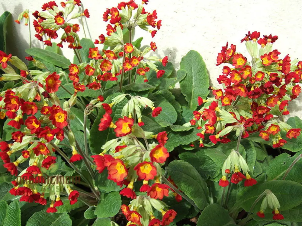 Primrose Veris 'Sunset Red Colours' Flower Seeds For Planting, Vibrant Hues for Your Garden - Image 4