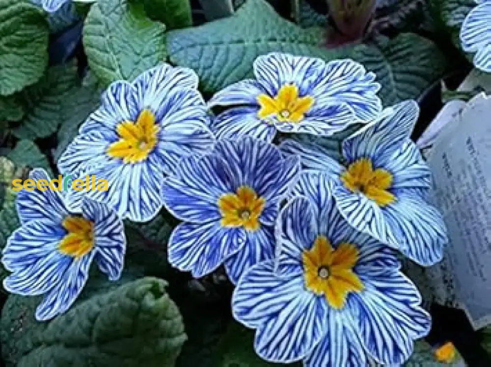Primula Acaulis Light Blue Seeds – Premium European Variety for Vibrant Blooms