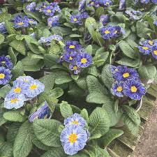 Primula Acaulis Light Blue Seeds – Premium European Variety for Vibrant Blooms - Image 5