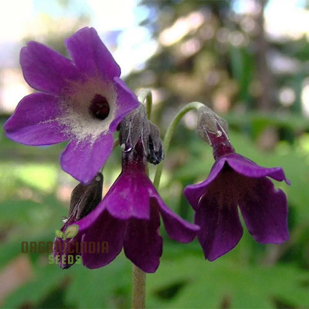 Primula Alpicola Violacea Flower Seeds For Planting, Alpine Beauty in Violet Shades