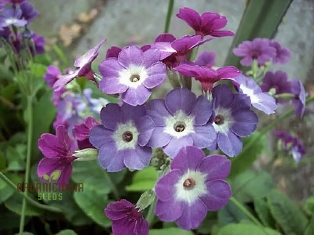 Primula Alpicola Violacea Flower Seeds For Planting, Alpine Beauty in Violet Shades - Image 3