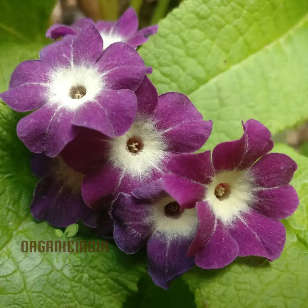 Primula Alpicola Violacea Flower Seeds For Planting, Alpine Beauty in Violet Shades - Image 4