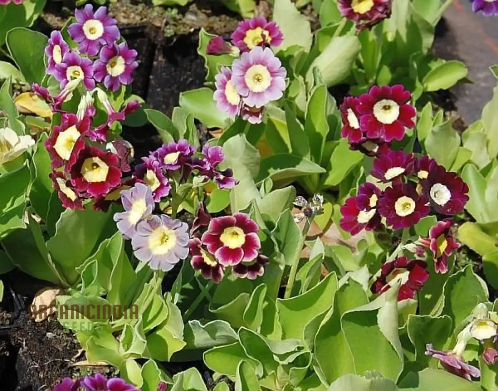 Primula Auricula Mixed Colours Flower Seeds For Planting, A Rainbow of Alpine Blooms for Your Garden