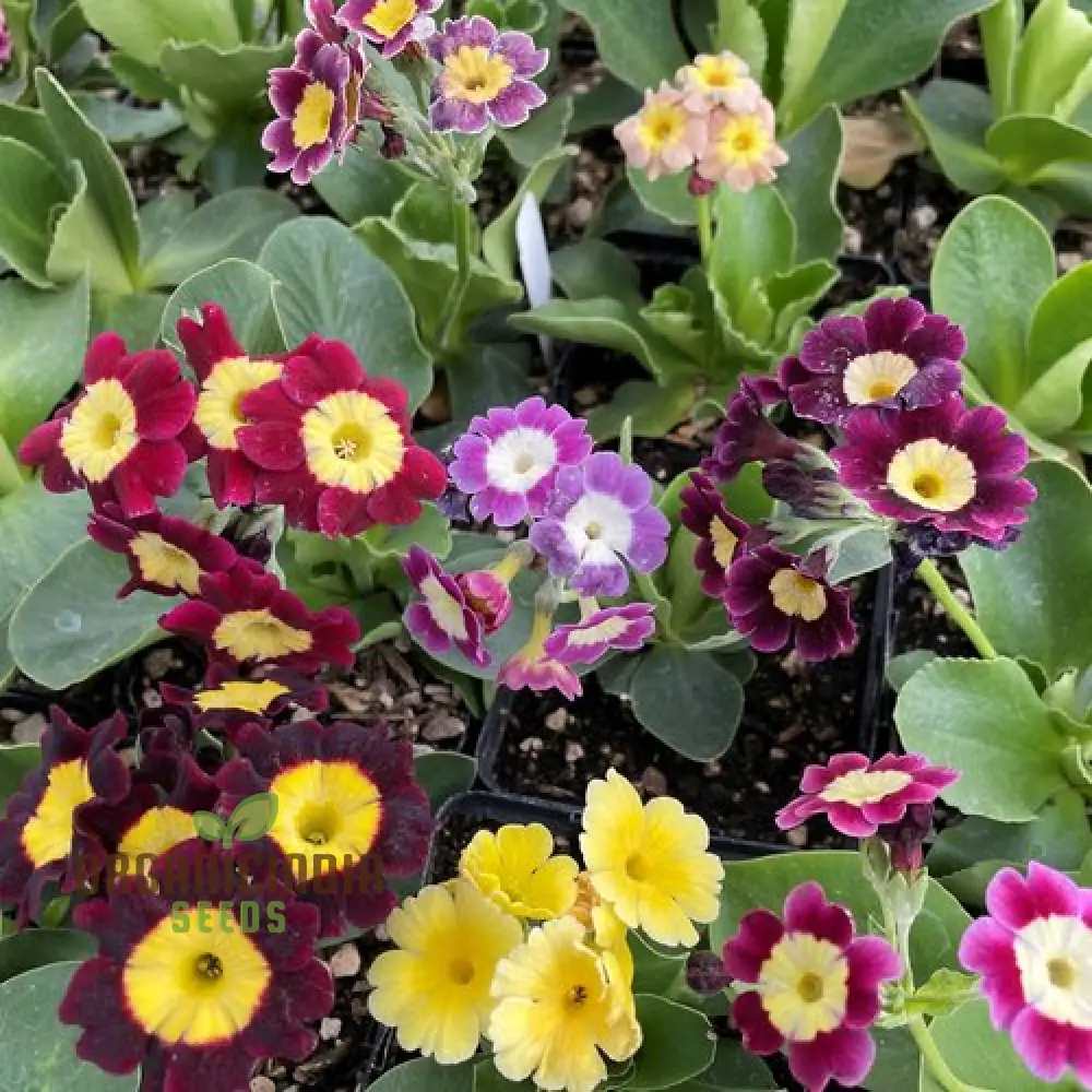 Primula Auricula Mixed Colours Flower Seeds For Planting, A Rainbow of Alpine Blooms for Your Garden - Image 3