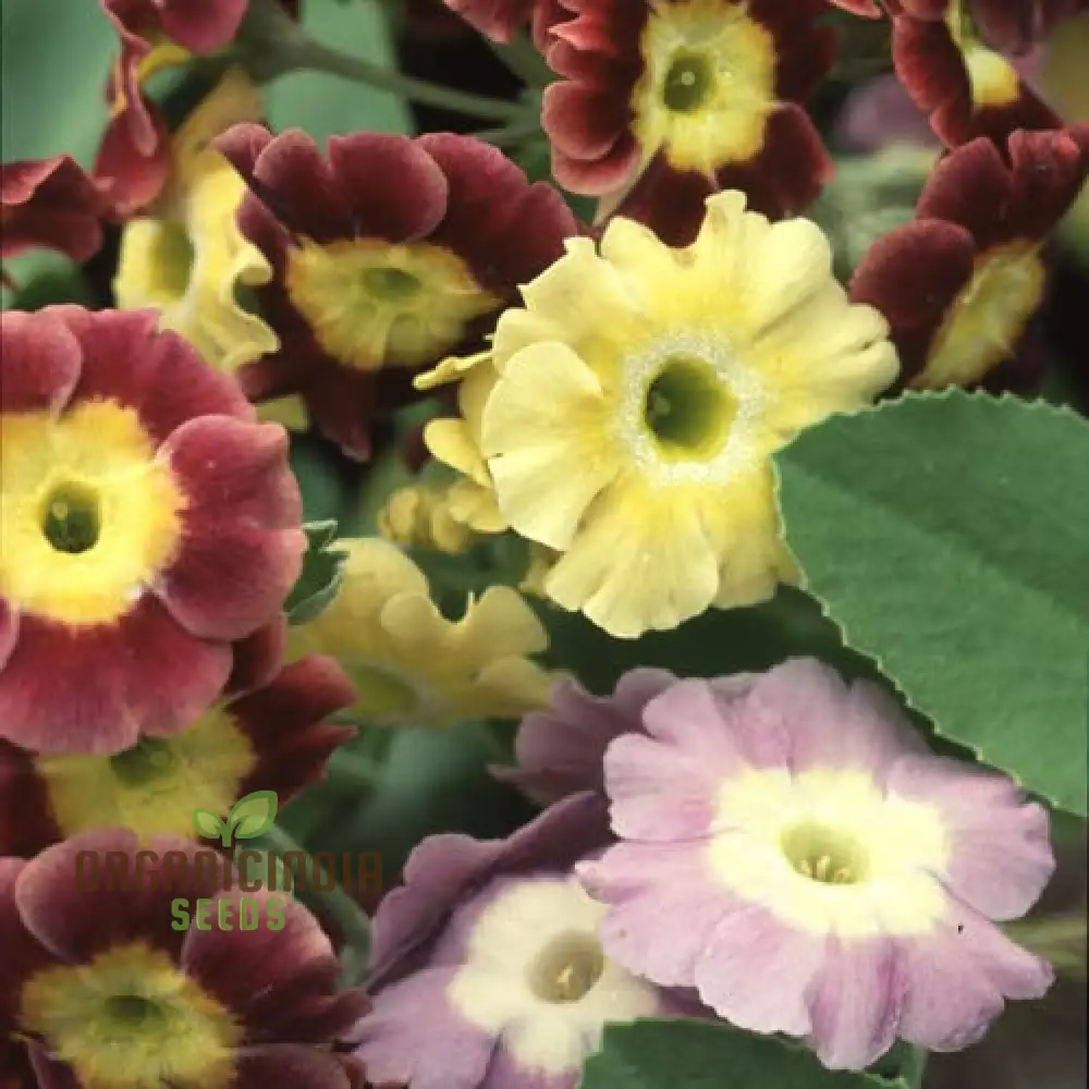Primula Auricula Mixed Colours Flower Seeds For Planting, A Rainbow of Alpine Blooms for Your Garden - Image 4