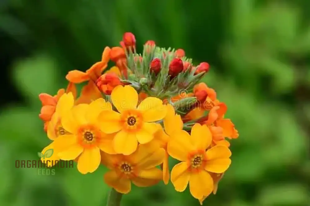 Primula Seeds (Primula Bulleyana Seeds) - Golden Radiance Blooms for Gardens