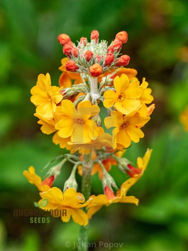 Primula Seeds (Primula Bulleyana Seeds) - Golden Radiance Blooms for Gardens - Image 3