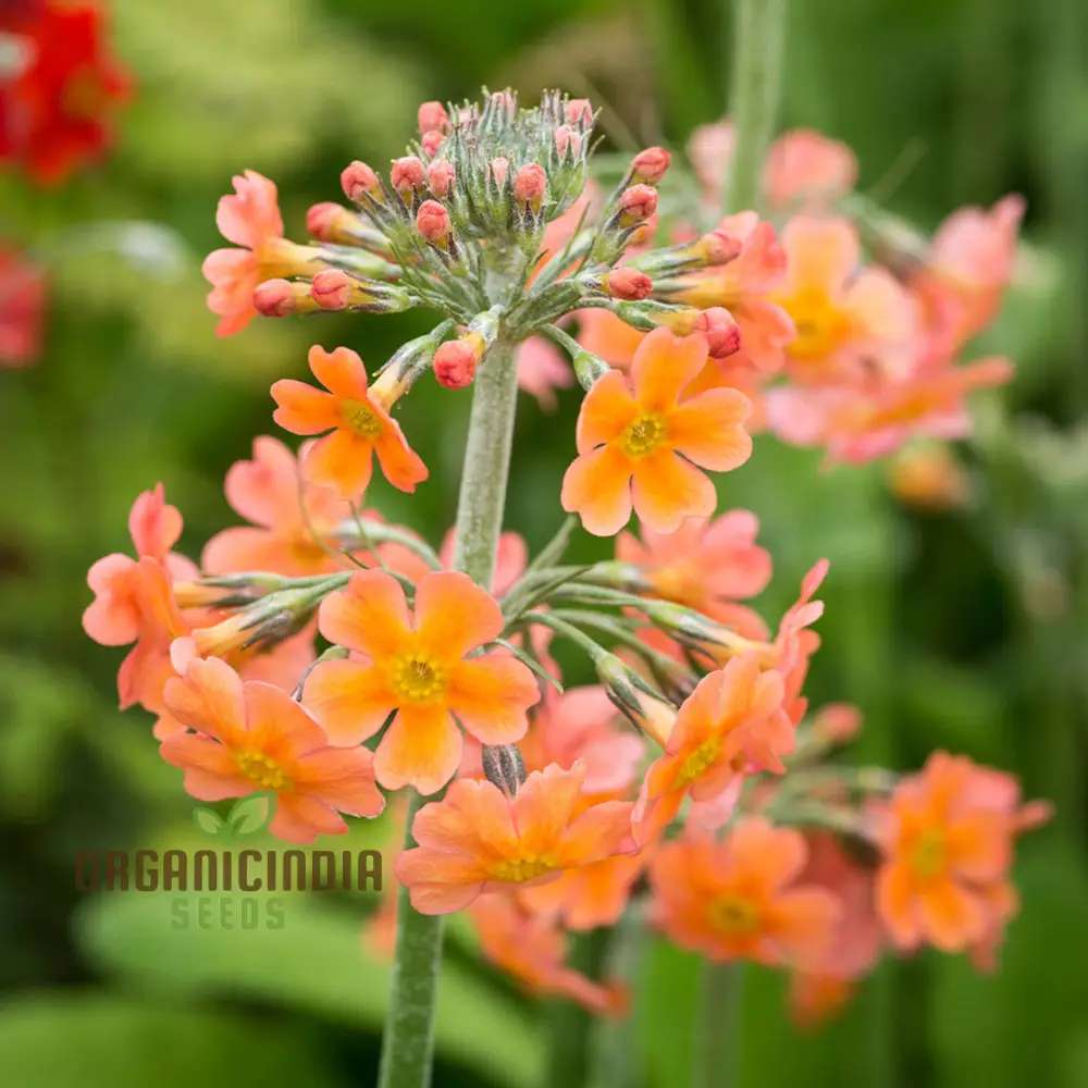 Primula Seeds (Primula Bulleyana Seeds) - Golden Radiance Blooms for Gardens - Image 4