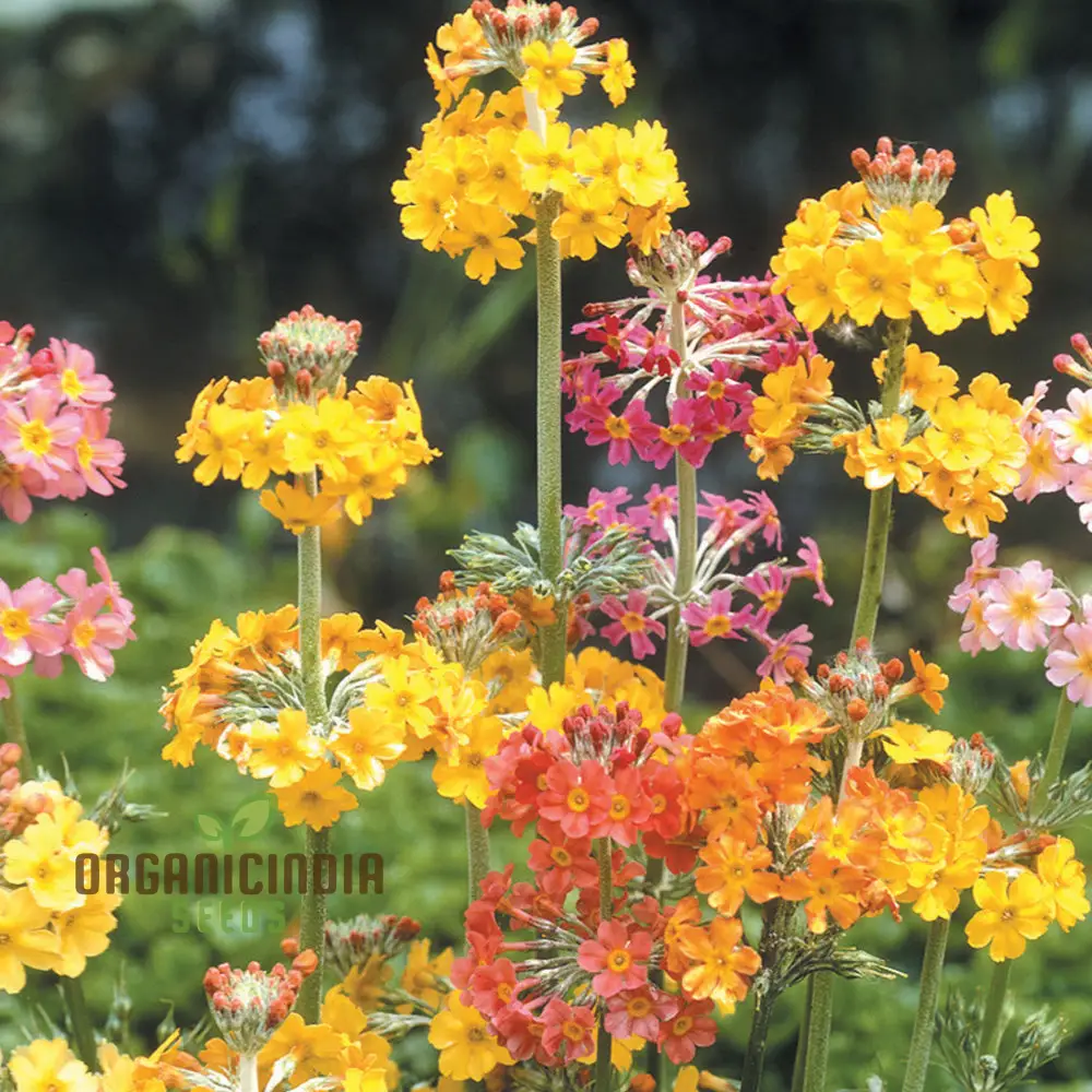 Primula Candelabra Mixed Seeds - Cultivate a Stunning Array of Colors with Candelabra Mixed Primula in Your Garden