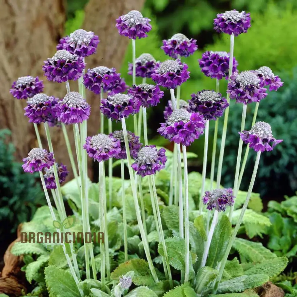 Primula Capitata Flower Seeds For Planting, Cultivating Unique Beauty in Your Garden - Image 3
