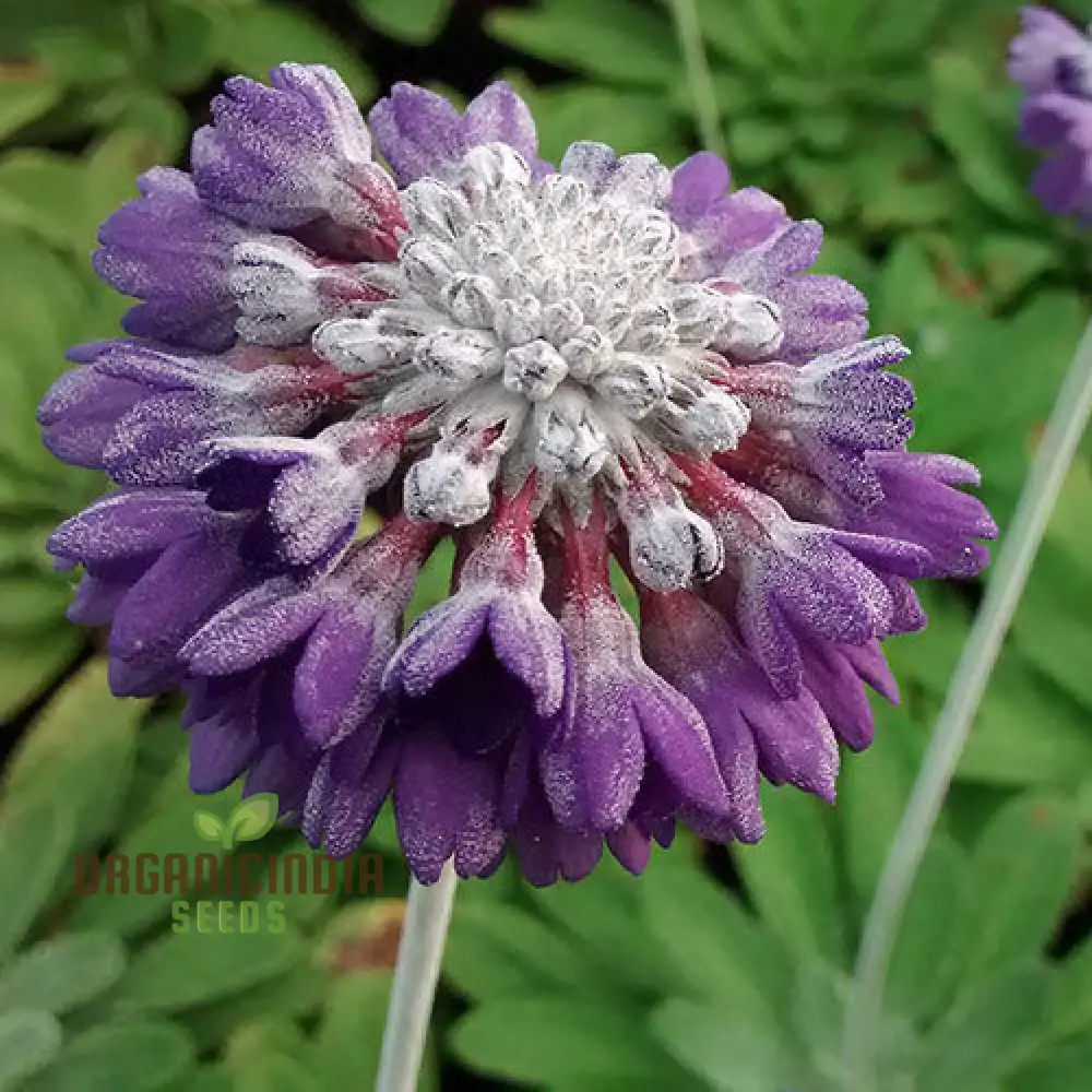Primula Capitata Flower Seeds For Planting, Cultivating Unique Beauty in Your Garden - Image 4