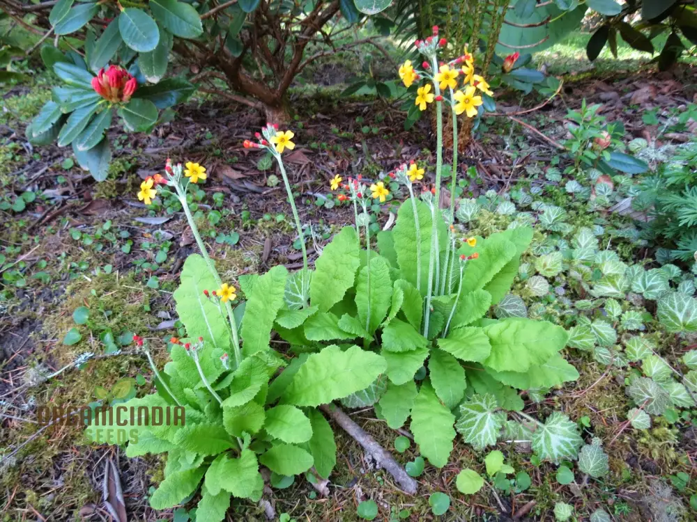 Primula chungensis Flower Seeds For Planting, Bringing Delicate Beauty to Your Garden - Image 3