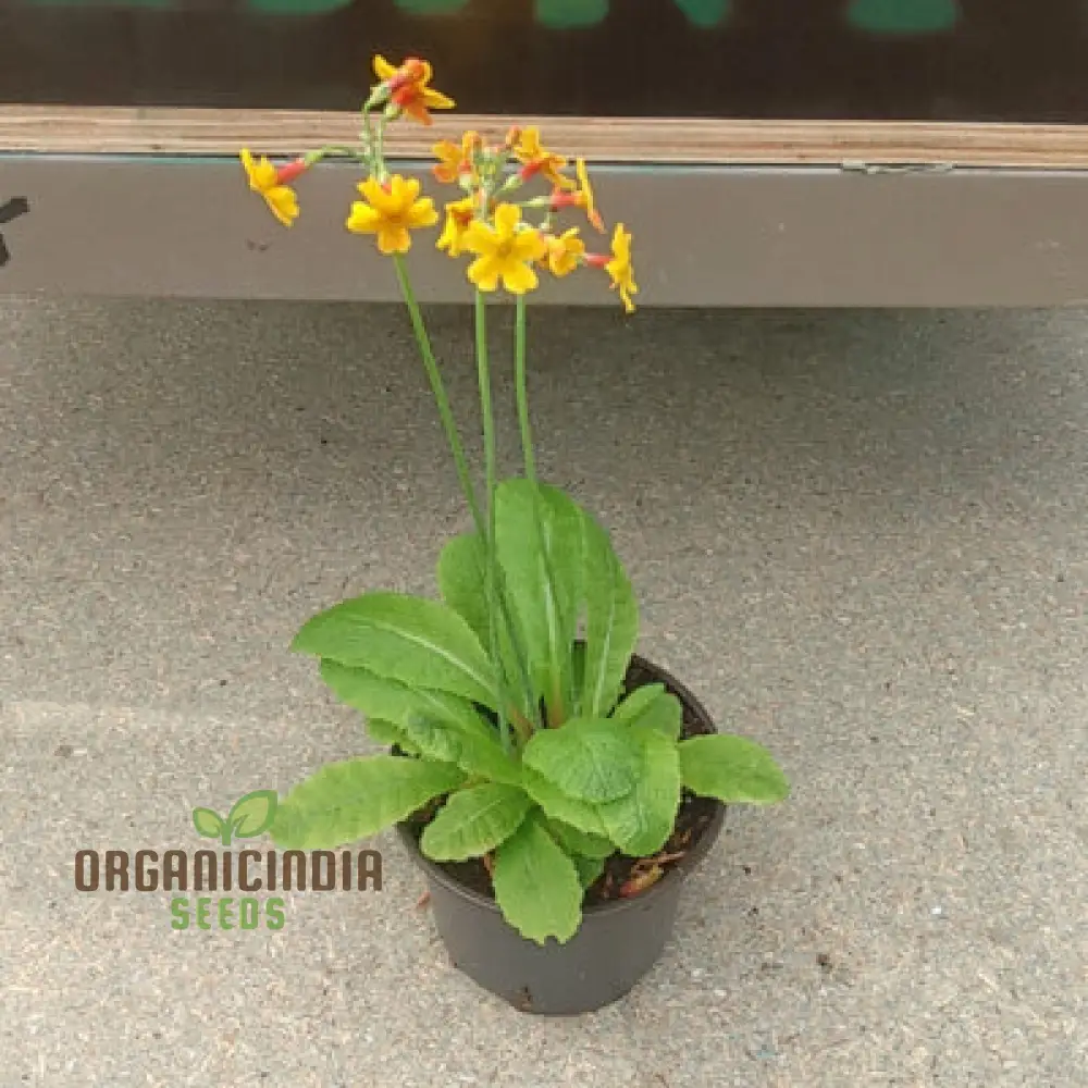 Primula chungensis Flower Seeds For Planting, Bringing Delicate Beauty to Your Garden - Image 4