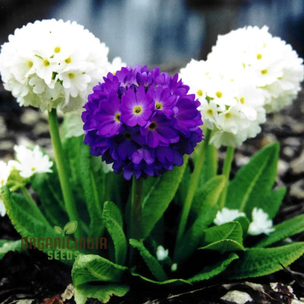 Primula Denticulata (Drumstick Primula) Seeds - Grow Vibrant, Globe-Shaped Blooms in Your Garden
