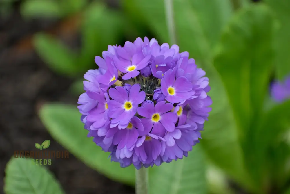 Primula Denticulata (Drumstick Primula) Seeds - Grow Vibrant, Globe-Shaped Blooms in Your Garden - Image 3