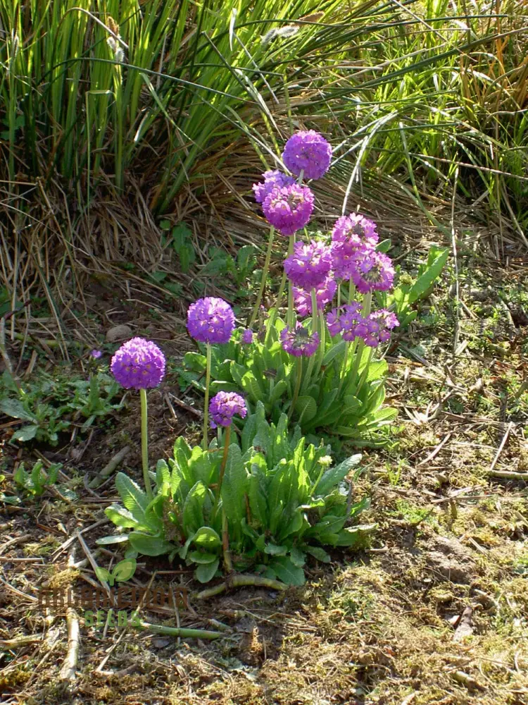 Primula Denticulata (Drumstick Primula) Seeds - Grow Vibrant, Globe-Shaped Blooms in Your Garden - Image 4