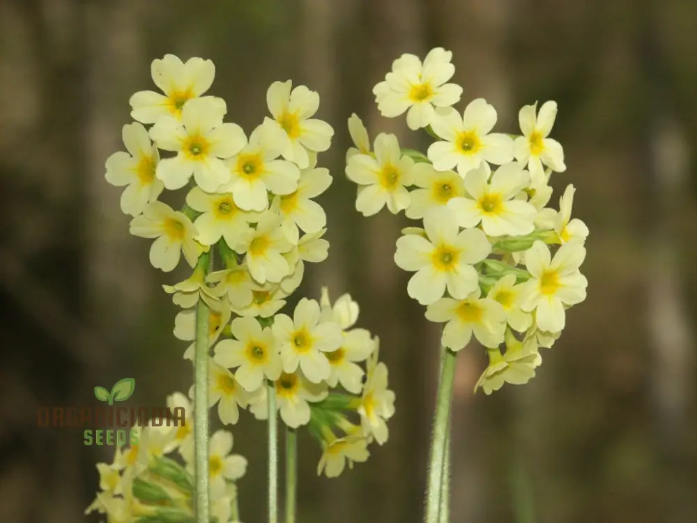 Primula Elatior Flower Seeds For Planting, Elevating Elegance in Your Garden