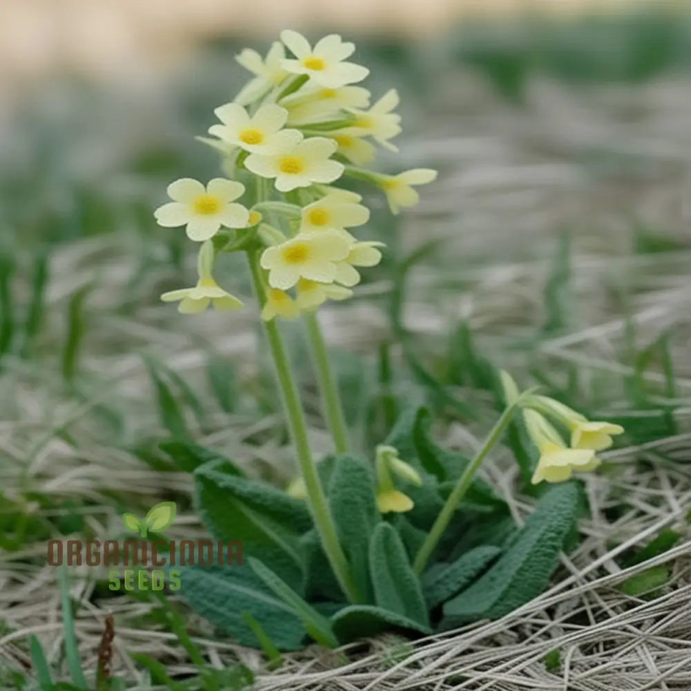 Primula Elatior Flower Seeds For Planting, Elevating Elegance in Your Garden - Image 3