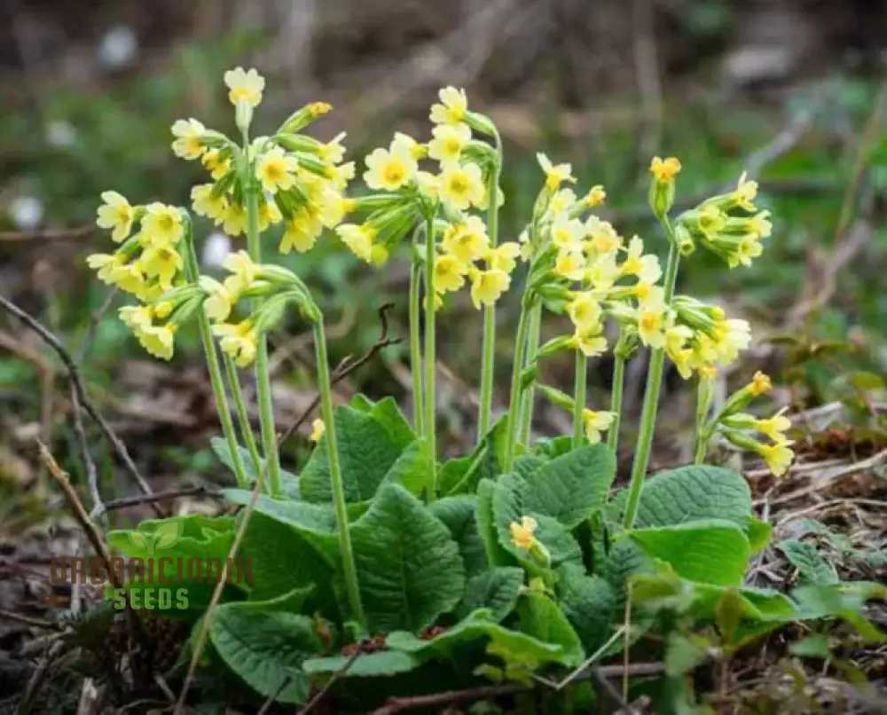 Primula Elatior Flower Seeds For Planting, Elevating Elegance in Your Garden - Image 4