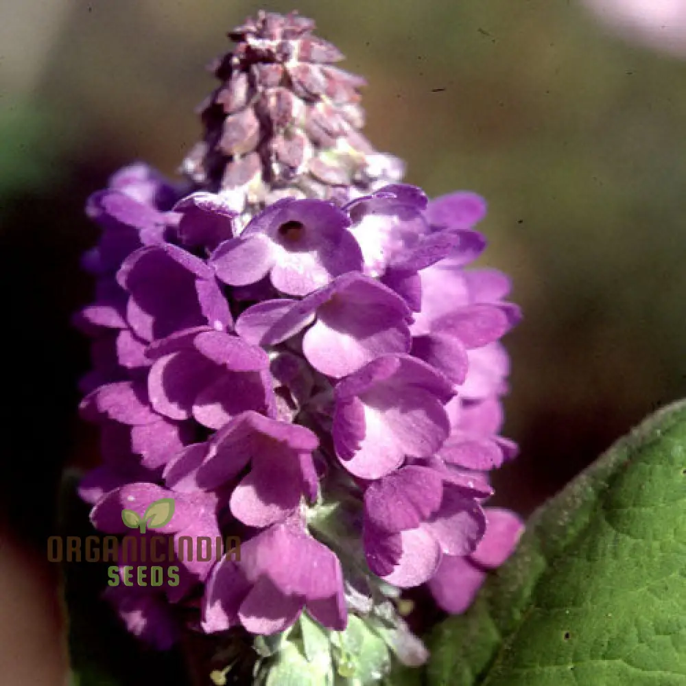 Primula Flaccida (Nutans) Flower Seeds For Planting, Graceful Blooms for Your Garden