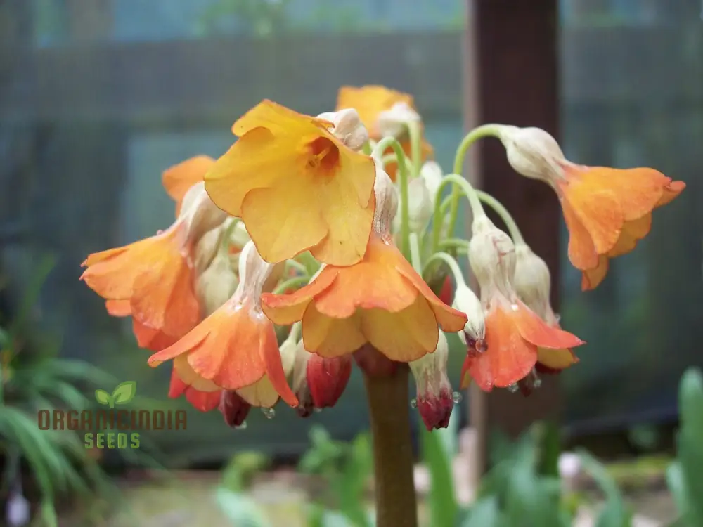 Primula Florindae Orange Flower Seeds For Planting, Adding Vibrant Color to Your Garden