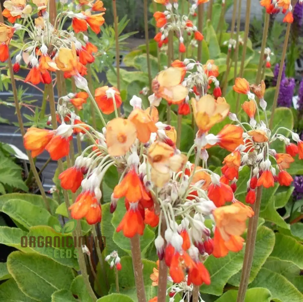 Primula Florindae Orange Flower Seeds For Planting, Adding Vibrant Color to Your Garden - Image 3