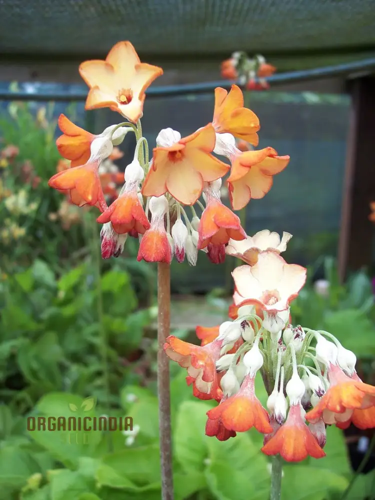 Primula Florindae Orange Flower Seeds For Planting, Adding Vibrant Color to Your Garden - Image 4