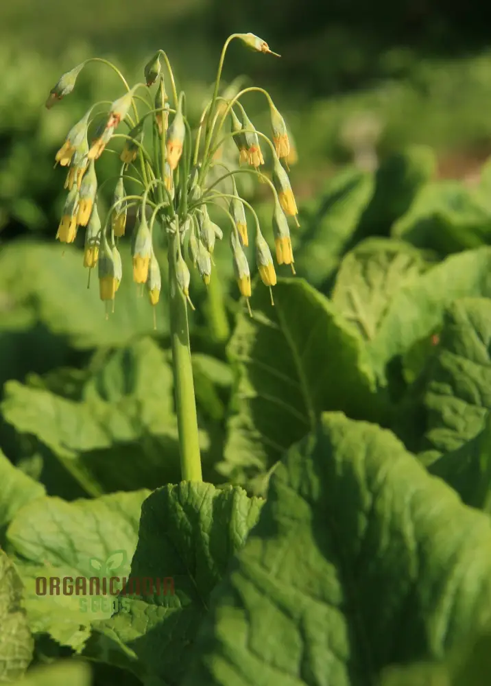 Primula Grandis Flower Seeds For Planting, Growing Majestic Beauty in Your Garden