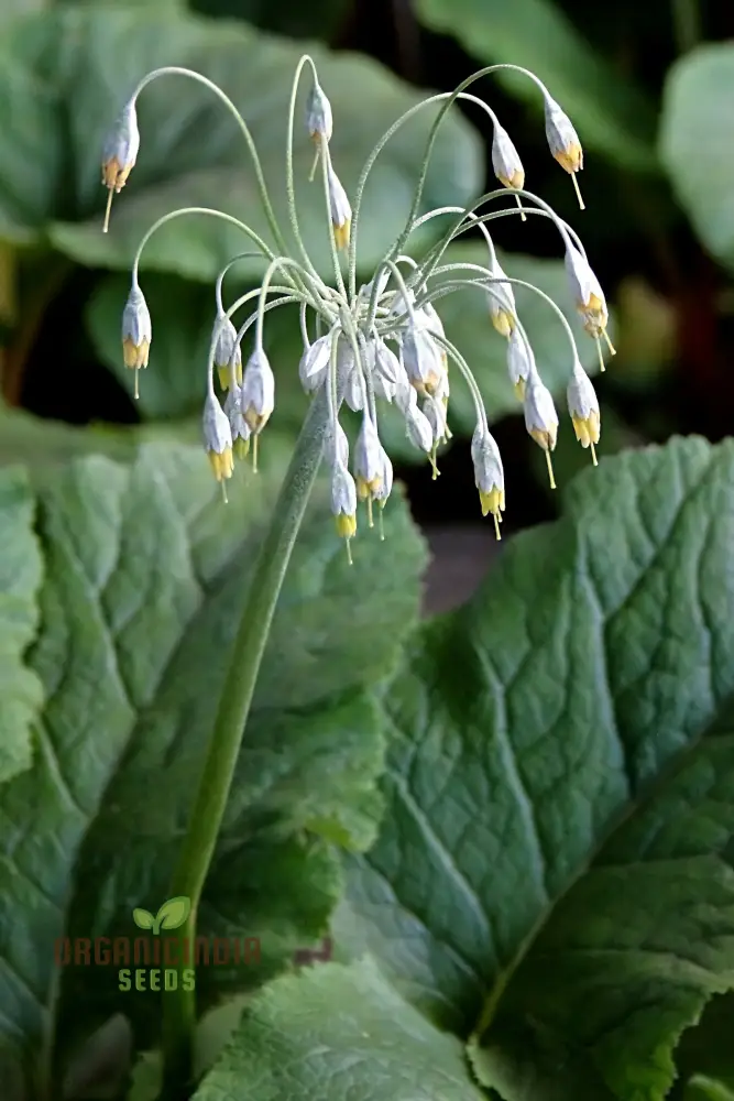 Primula Grandis Flower Seeds For Planting, Growing Majestic Beauty in Your Garden - Image 3