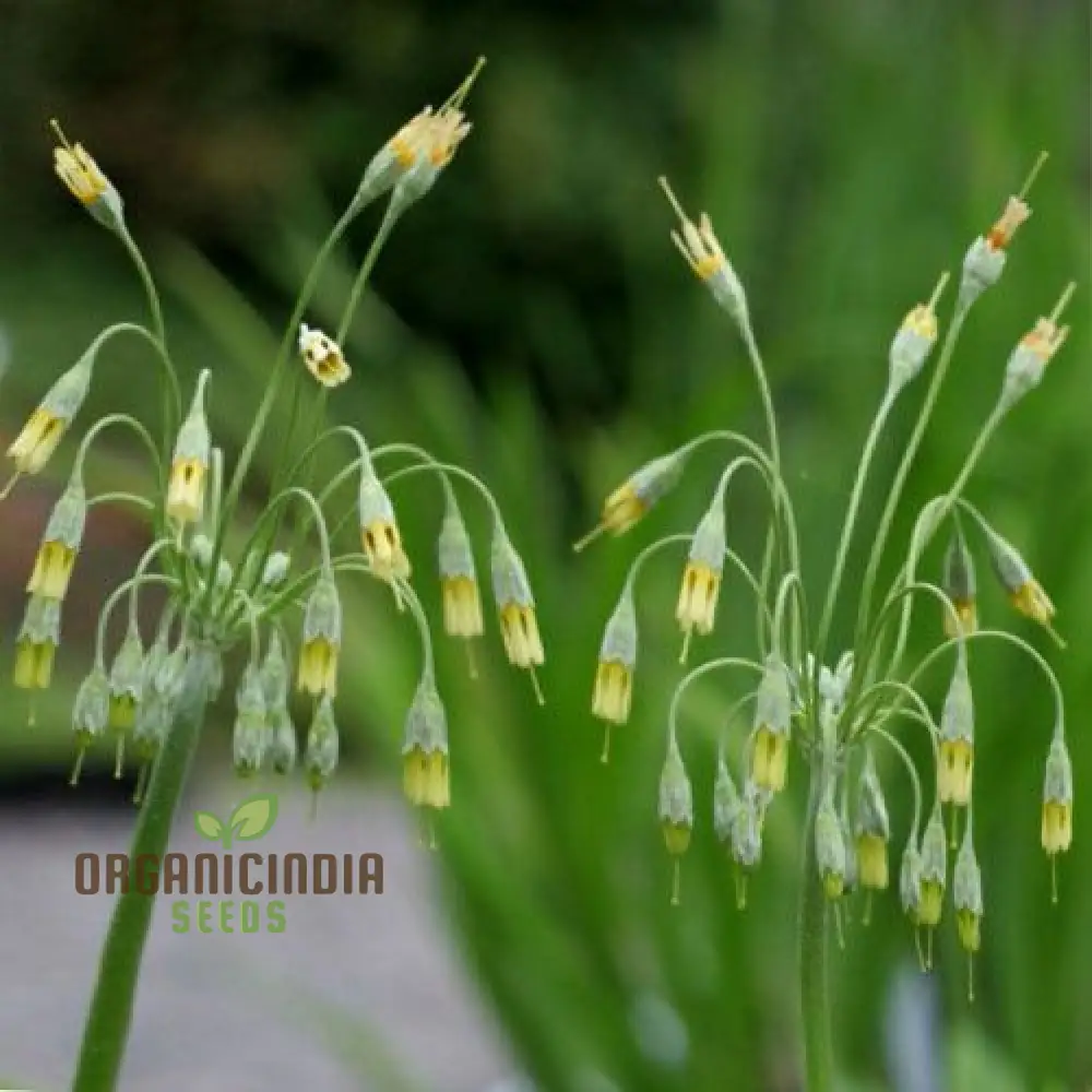 Primula Grandis Flower Seeds For Planting, Growing Majestic Beauty in Your Garden - Image 4