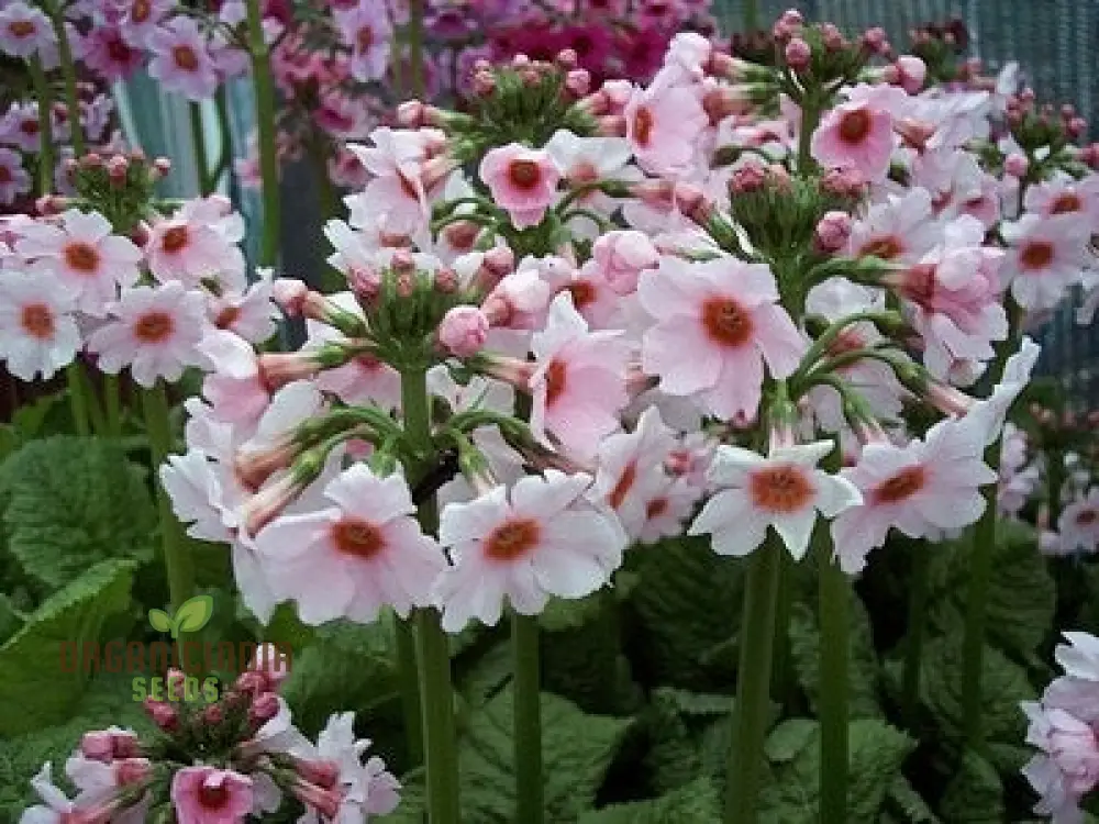 Primula Japonica Apple Seeds – Japanese Candelabra Primrose