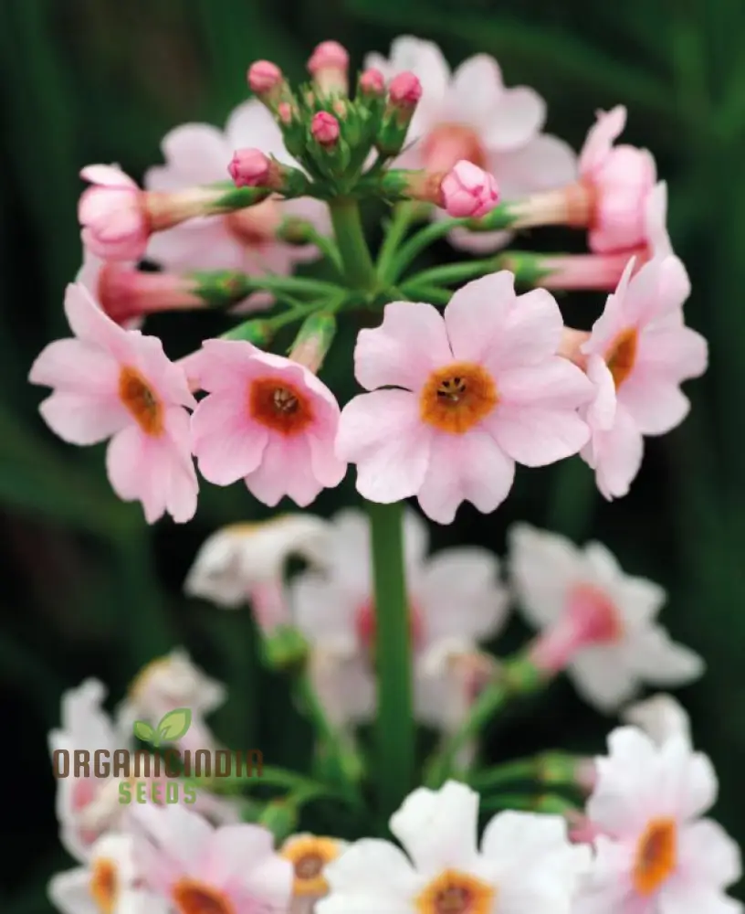 Primula Japonica Apple Seeds – Japanese Candelabra Primrose - Image 3