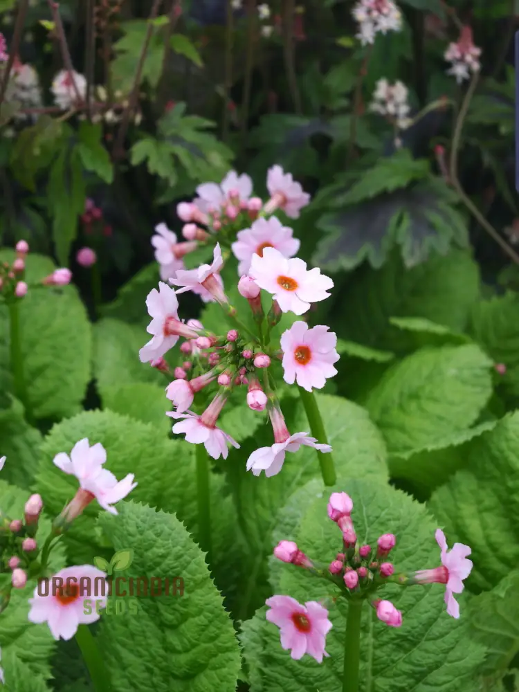 Primula Japonica Apple Seeds – Japanese Candelabra Primrose - Image 4