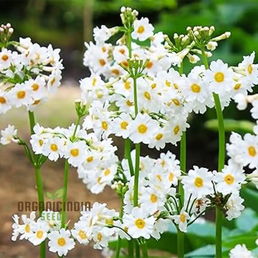 Primula Seeds (Primula Japonica âPostford Whiteâ Seeds) - Elegant White Blooms for Gardens