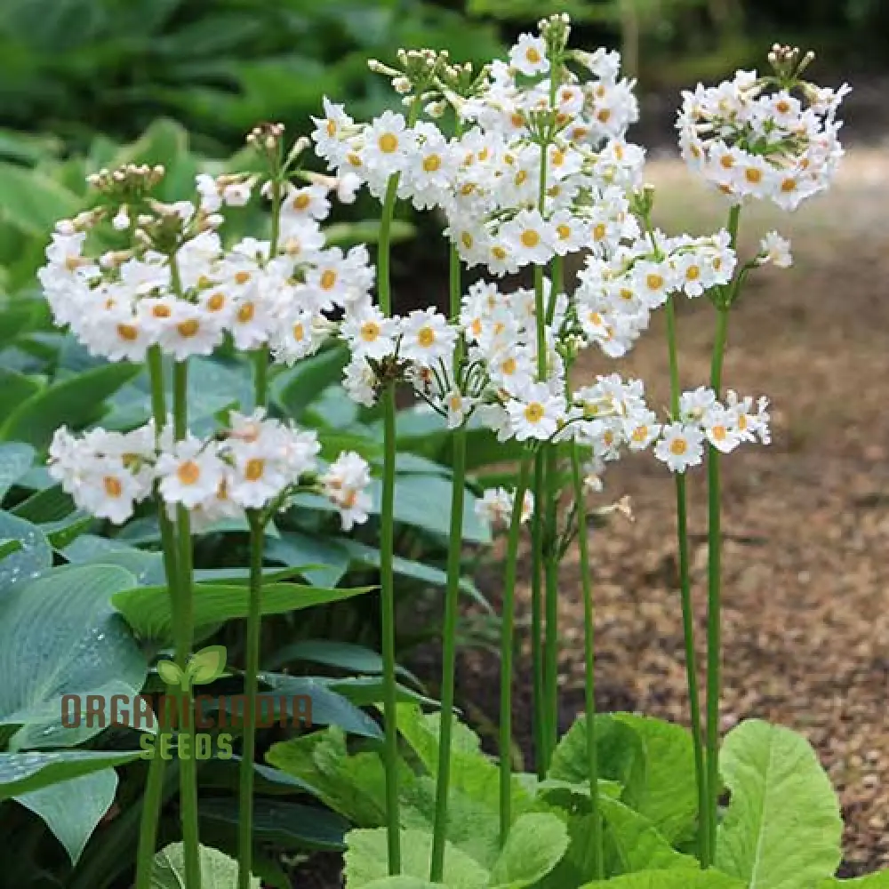 Primula Seeds (Primula Japonica âPostford Whiteâ Seeds) - Elegant White Blooms for Gardens - Image 3