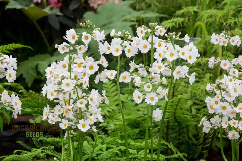 Primula Seeds (Primula Japonica âPostford Whiteâ Seeds) - Elegant White Blooms for Gardens - Image 4