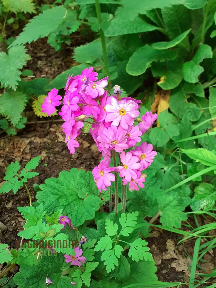 Primula Kisoana Flower Seeds For Planting, Delicate Pink Blooms for Your Garden