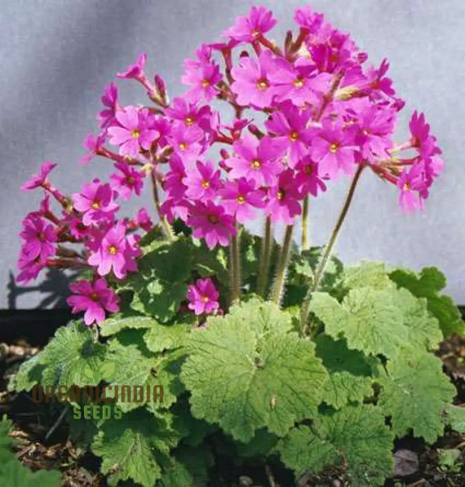 Primula Kisoana Flower Seeds For Planting, Delicate Pink Blooms for Your Garden - Image 3