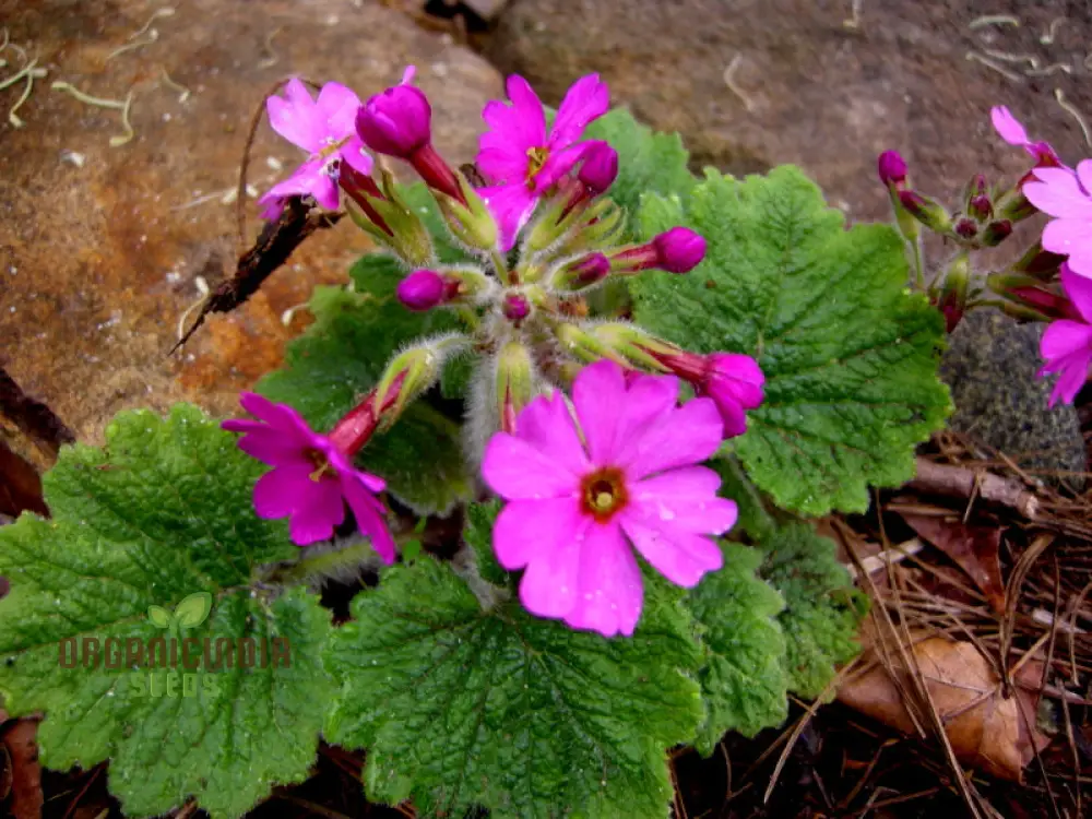 Primula Kisoana Flower Seeds For Planting, Delicate Pink Blooms for Your Garden - Image 4