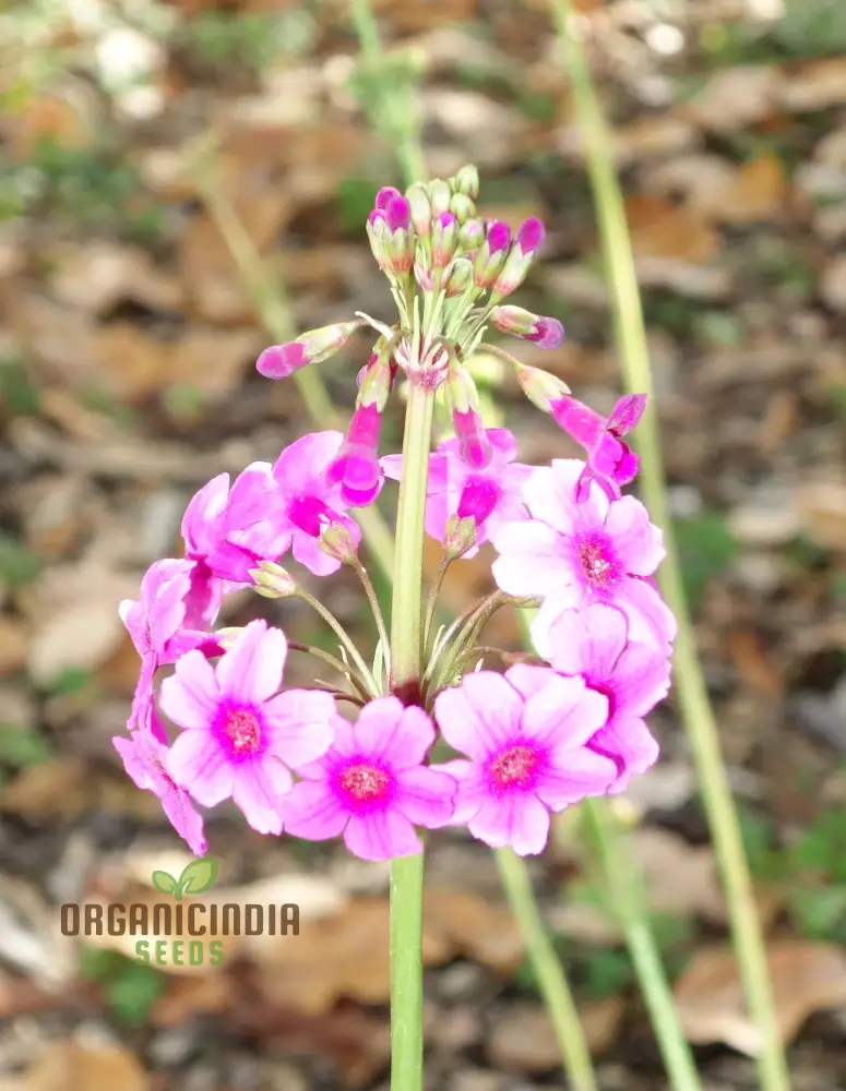 Primula Poissonii Flower Seeds For Planting, Adding Lush Purple Blooms to Your Garden