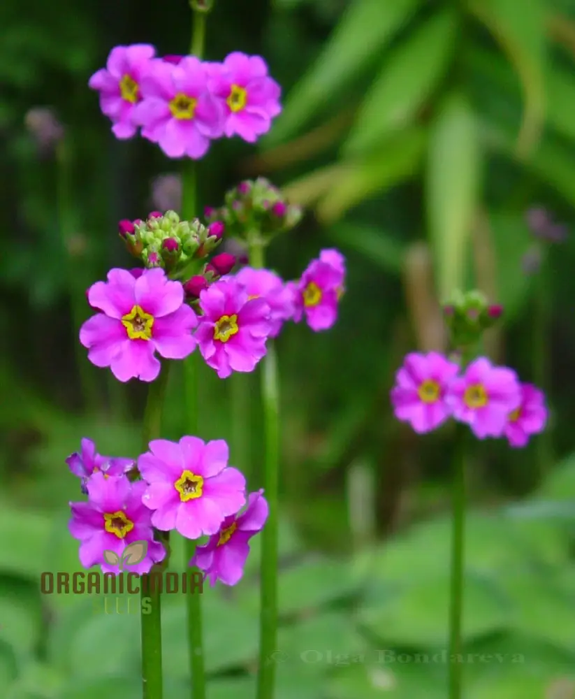 Primula Poissonii Flower Seeds For Planting, Adding Lush Purple Blooms to Your Garden - Image 3